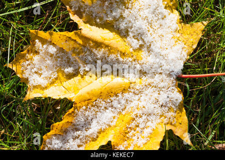 Russian weather, Moscow. Sunday, October 22, 2017. Sunny but rather cold day. The temperature is about 0C (32F). Early frost and snow. Flowers and plants are covered with first fresh snowflakes. In fact, it was the mini-snowfall, just to remind us that the winter season is around the corner. Yellow maple leaf on the green grass covered with fresh snow. Credit: Alex's Pictures/Alamy Live News Stock Photo