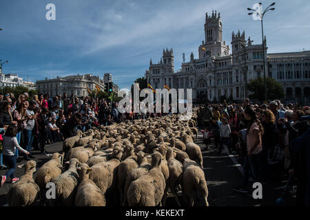 Madrid, Spain. 22nd Oct, 2017. Thousand sheep cross the streets during the annual transhumance festival in Madrid, Spain. Credit: Marcos del Mazo/Alamy Live News
