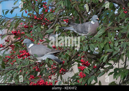 Pair of Common Wood pigeons- columba palumbus on Cotoneaster berries-Rosaceae. Uk Stock Photo