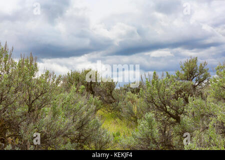 Sagebrush (Artemesia trindentata}, Banks Lake, a reservoir in Eastern Washington State along the Coulee Corridor Scenic Byway.  Part of the Grand Coul Stock Photo