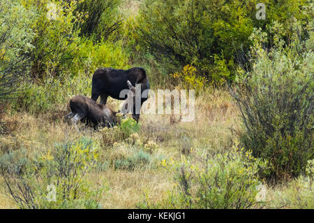 A female moose cares and grazes with her young calf along the Snake River in Wyoming, USA. Stock Photo