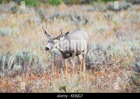 Profile view of a single antlered mule deer buck. Stock Photo