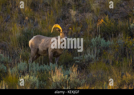 A Big Horn Sheep stands broadside on a hillside grazing on sage brush, side lit by the setting sun. Stock Photo
