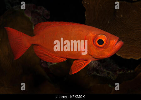 Lunartail Bigeye, Priacanthus hamrur, Marsa Alam, Red Sea, Egypt Stock Photo