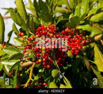Fruit  of  ripe Zanthoxylum piperitum,  Japanese pepper,  pricklyash, or sansh , red in autumn has  pungent oils found in  leaves, roots  bark. Stock Photo