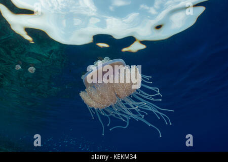 Cauliflower Jellyfish, Cephea cephea, Marsa Alam, Red Sea, Egypt Stock Photo