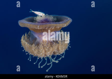 Cauliflower Jellyfish and juvenile Fish, Cephea cephea, Elphinstone Reef, Red Sea, Egypt Stock Photo