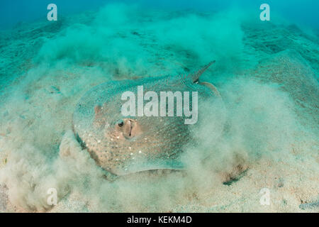 Thorny Ray, Urogymnus asperrimus, Marsa Alam, Red Sea, Egypt Stock Photo