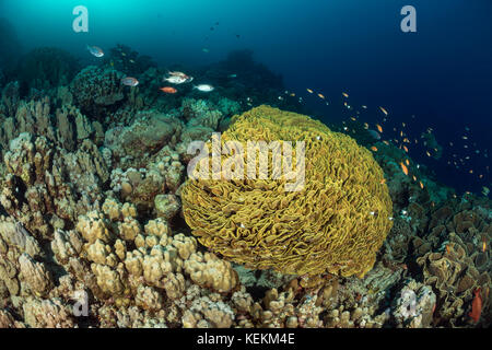 Yellow Scroll Coral, Turbinaria reniformis, Marsa Alam, Red Sea, Egypt Stock Photo