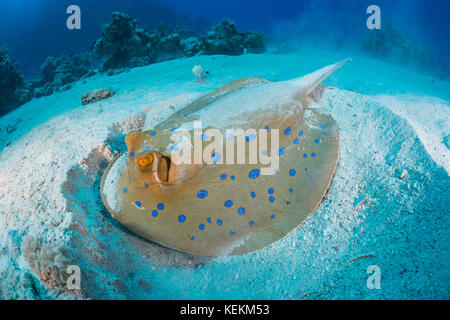 Bluespotted Ribbontail Ray, Taeniura lymma, Fury Shoal, Red Sea, Egypt Stock Photo