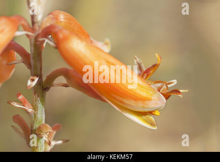 Macro of aloe vera flower close up with detail Stock Photo