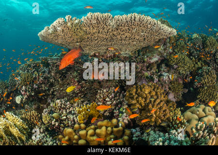 Healty Hard Coral Reef, Fury Shoal, Red Sea, Egypt Stock Photo