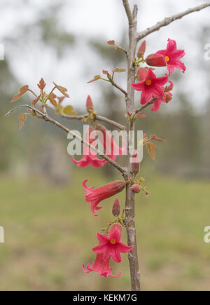 Australian native flowers of Brachychiton bidwillii commonly known as little Kurrajong blooming in Spring Stock Photo