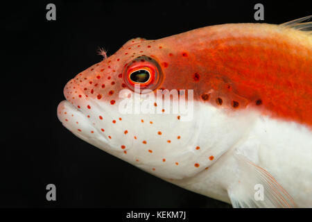 Forsters Hawkfish, Paracirrhites forsteri, Marsa Alam, Red Sea, Egypt Stock Photo