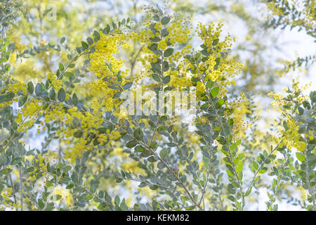 Queensland silver wattle tree in yellow fluffy flower bloom in winter in Australia Stock Photo