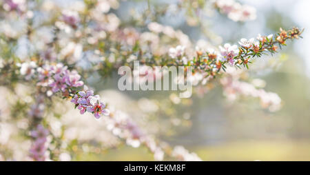 Pink Australian leptospermum flowers on a Spring background for condolences sympathy card backdrop Stock Photo