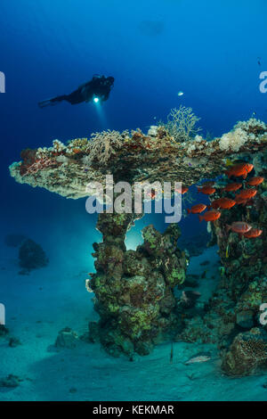 Scuba Diver over Table Coral, Acropora sp., Marsa Alam, Red Sea, Egypt Stock Photo