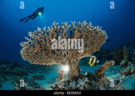 Scuba Diver over Table Coral, Acropora sp., Marsa Alam, Red Sea, Egypt Stock Photo