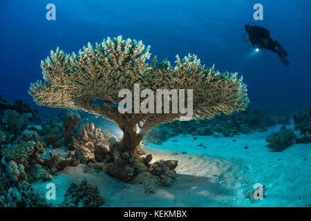 Scuba Diver over Table Coral, Acropora sp., Marsa Alam, Red Sea, Egypt Stock Photo