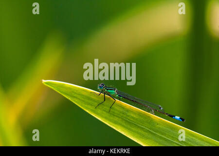 A blue-tailed damselfly perched on a reed over a pond Stock Photo