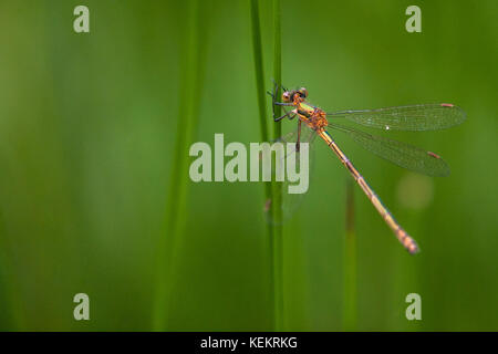 Willow Emerald Damselfly Stock Photo