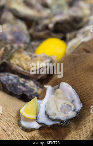 fresh oysters in shell and piece of lemon ready to serve on the cloth sack bag background. selective focus. Stock Photo