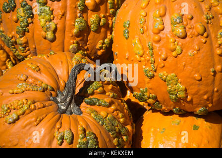 Pumpkins on Display Stock Photo
