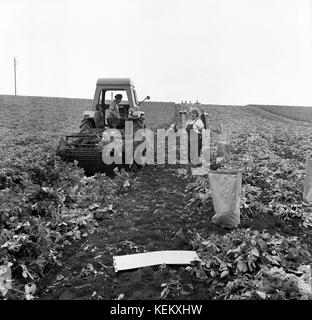 Potato picking harvesting Britain 1962 1960s Stock Photo