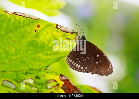 Common Indian Crow (Euploea core) exotic butterfly resting on a green leaf in jungle vegetation Stock Photo