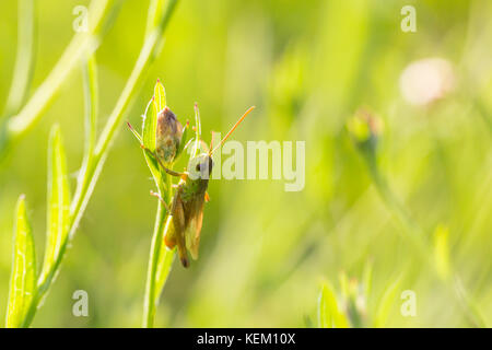 Closeup of a Meadow Grasshopper - Chorthippus parallelus - resting in sunlight on a green leaf Stock Photo