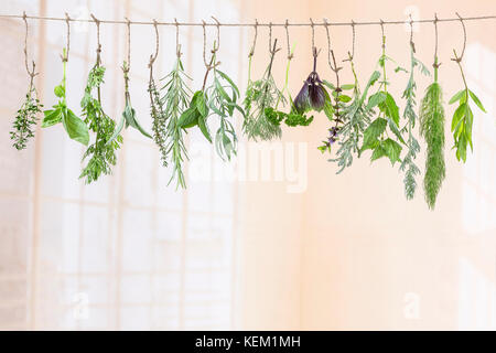 fresh flovouring and medicinal plants and herbs hanging on a string, on indoor backgroung Stock Photo