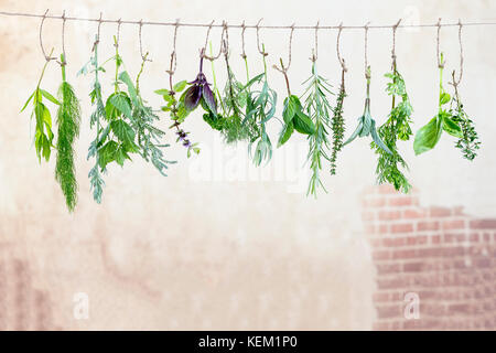 fresh flovouring herbs and eatable flowers hanging on a string, against a old wall Stock Photo