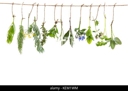 fresh flovouring and medicinal plants and herbs hanging on a string, on white backgroung Stock Photo