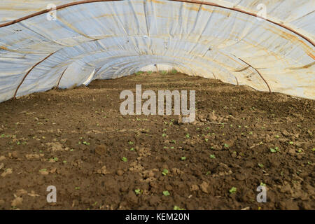 Greenhouses made of polymer film. Early spring in the garden greenhouses. Stock Photo