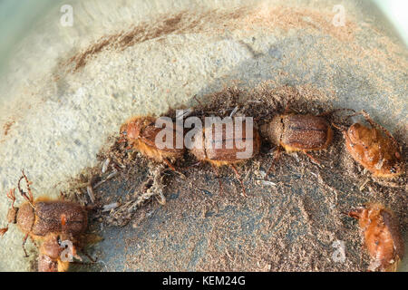 Melolontha east on the ground. Pest plant root system, the imago. Stock Photo