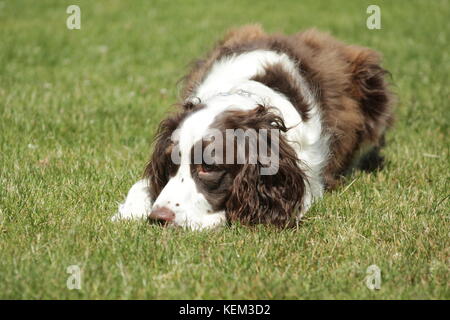 Springer Spaniel resting on a walk Stock Photo