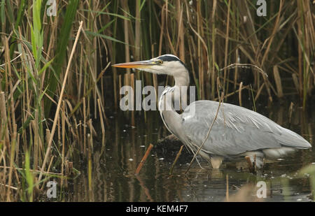 A Grey Heron (Ardea cinerea) hunting in the reeds for fish. Stock Photo