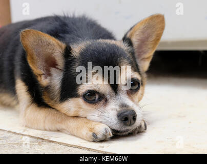 Elderly female Chihuahua dog lying down facing camera Stock Photo