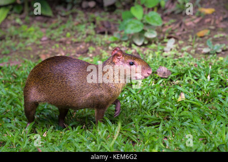 red rumped agouti habitat red rumped agouti habitat