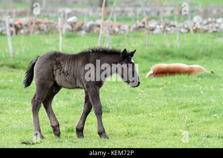 Black horse foal with a white spot in his forehead walking Stock Photo