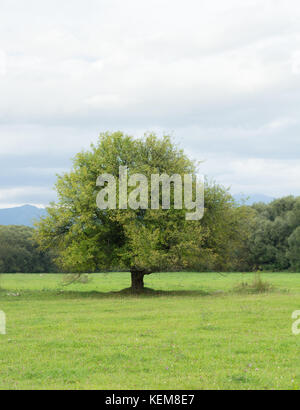 lonely old tree on meadow Stock Photo