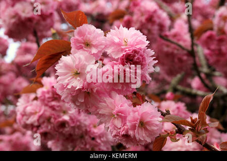 Pink flowering Cherry blossoms Stock Photo