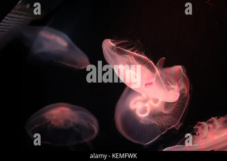 Multicolored jellyfish swim under water Stock Photo - Alamy
