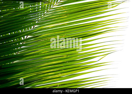 palm coconut leaves isolated on white background Stock Photo