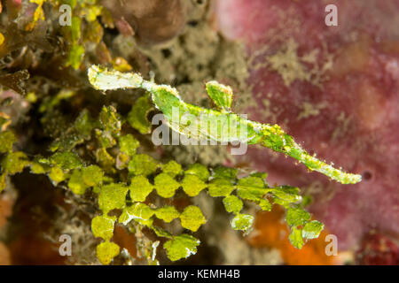 Halimeda ghost pipefish - Solenostomus Halimeda camouflaged against the halimeda plant