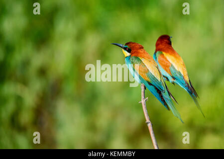 Pair of exotic colorful tropical birds bee-eaters Stock Photo