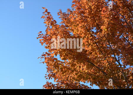 Macro shots of Autumn flowers with autumnal colors along the Charles River in Boston/Cambridge Massachusetts with Bees hovering collecting pollen. Stock Photo