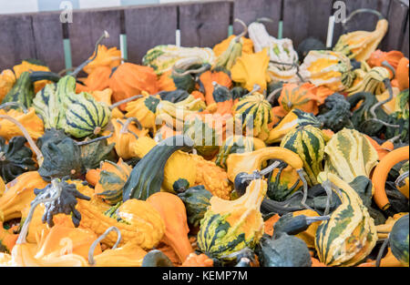 Wooden crate full of small ornamental gourds for sale at an autumn farmer's maket Stock Photo