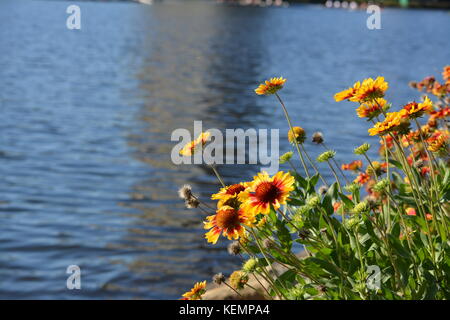 Macro shots of Autumn flowers with autumnal colors along the Charles River in Boston/Cambridge Massachusetts with Bees hovering collecting pollen. Stock Photo