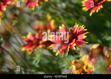 Macro shots of Autumn flowers with autumnal colors along the Charles River in Boston/Cambridge Massachusetts with Bees hovering collecting pollen. Stock Photo